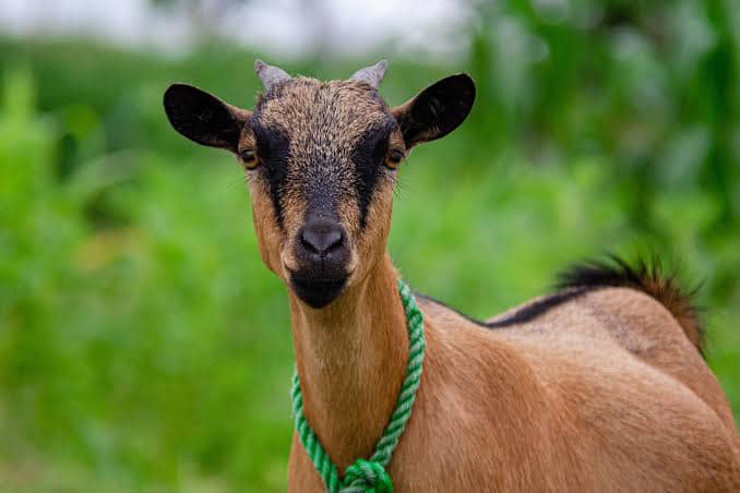 Two children killed after identifying goat thief